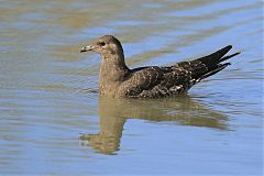 Long-tailed Jaeger